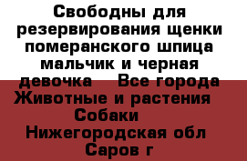 Свободны для резервирования щенки померанского шпица мальчик и черная девочка  - Все города Животные и растения » Собаки   . Нижегородская обл.,Саров г.